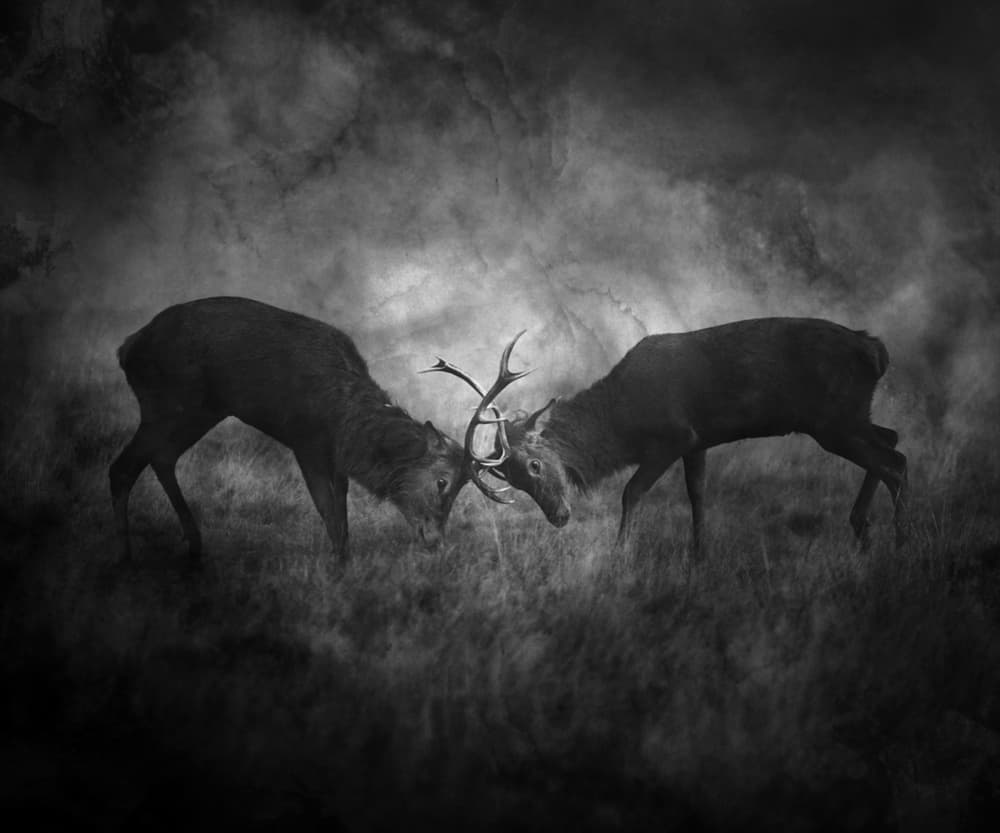 Rival Stags Clash by Robert Fabrowski — canvas wall art