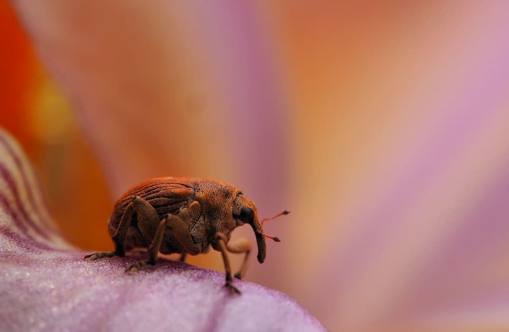 Macro Weevil On Flower by Thierry Dufour — canvas wall art