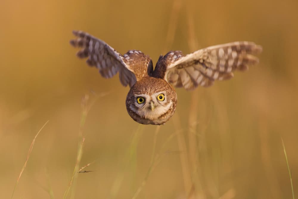 Intense Owl Flight by David Manusevich — canvas wall art