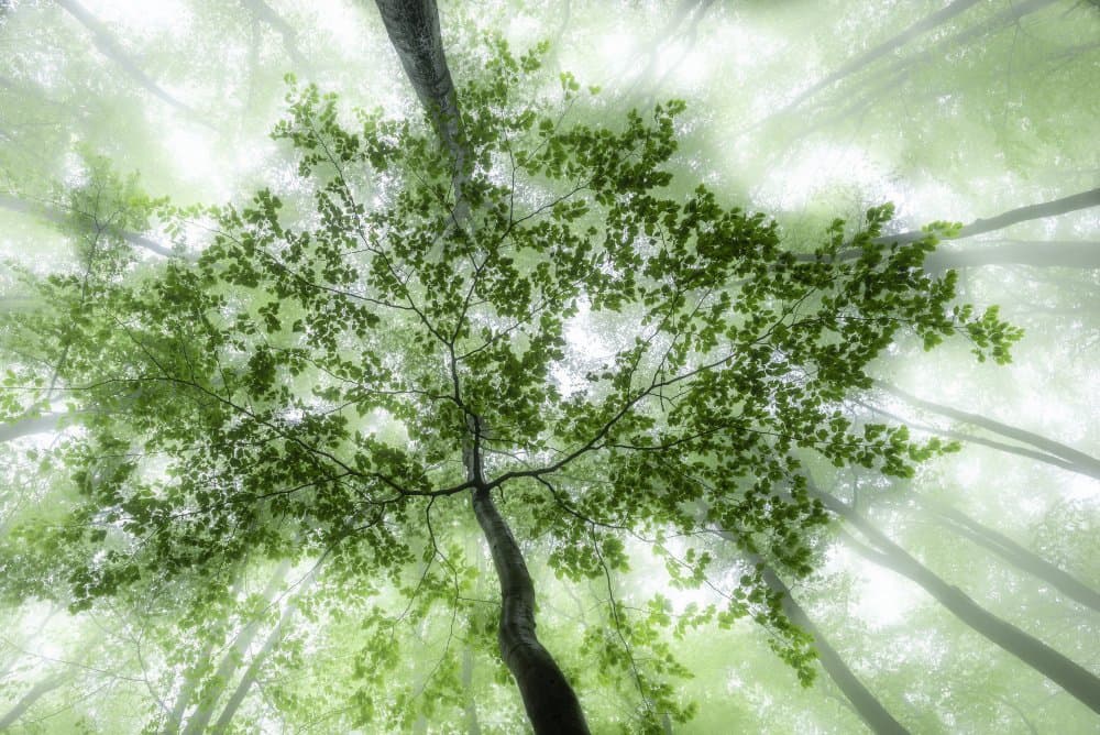 Misty Forest Canopy by Tom Pavlasek — canvas wall art