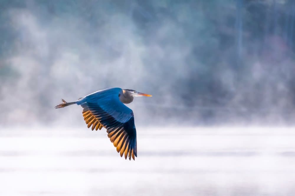 Misty Heron Flight by Jianping Yang — canvas wall art