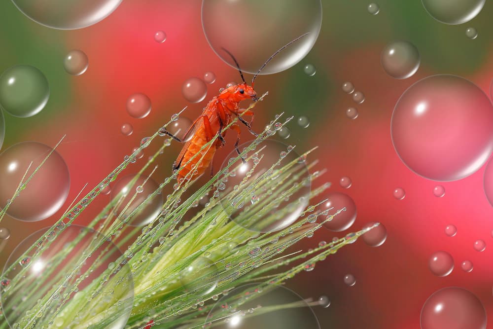 Vibrant Bug on Dewy Grass by Thierry Dufour — canvas wall art