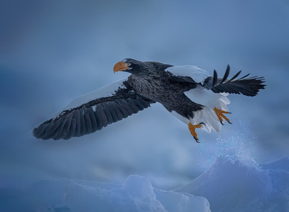 Majestic Eagle Winter Flight by Yuan Su — canvas wall art