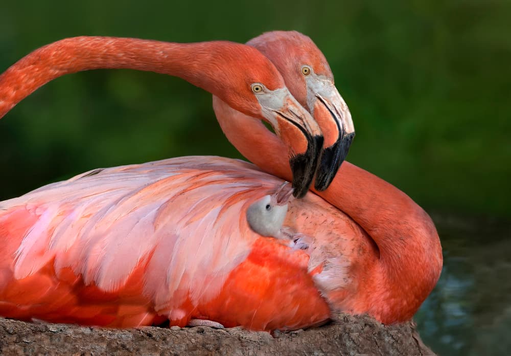 Nurturing Flamingo Family by Xavier Ortega — canvas wall art