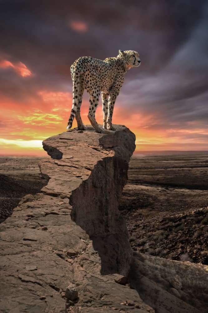 CheetahPeek by Marcel Egger — canvas wall art
