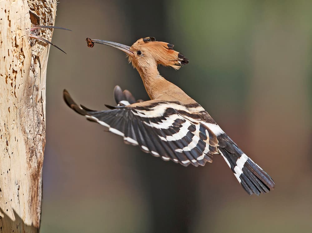 Hoopoe Bringing Food by Shlomo Waldmann — canvas wall art