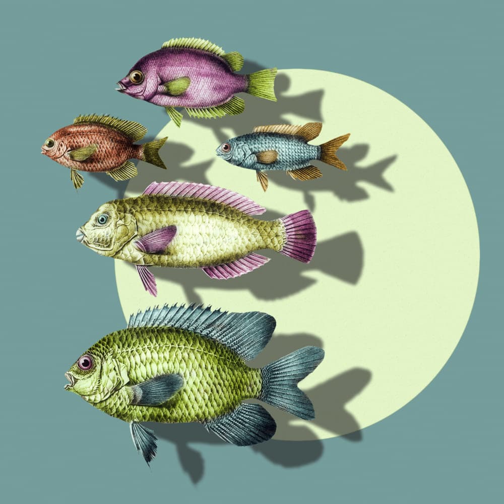 Vibrant Swimming Fish by Marja van den Hurk — canvas wall art