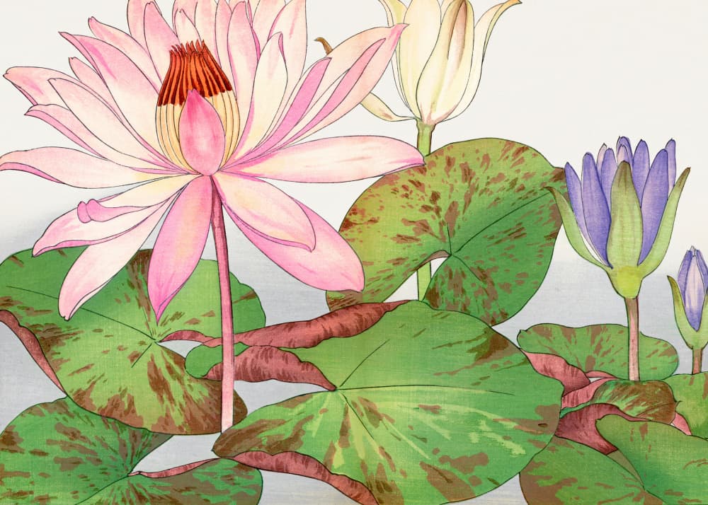 Nymphaea Lotus No.2 by Tanigami Konan — canvas wall art