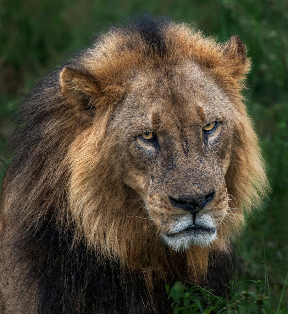 Intense Male Lion by Allen SDCA — canvas wall art