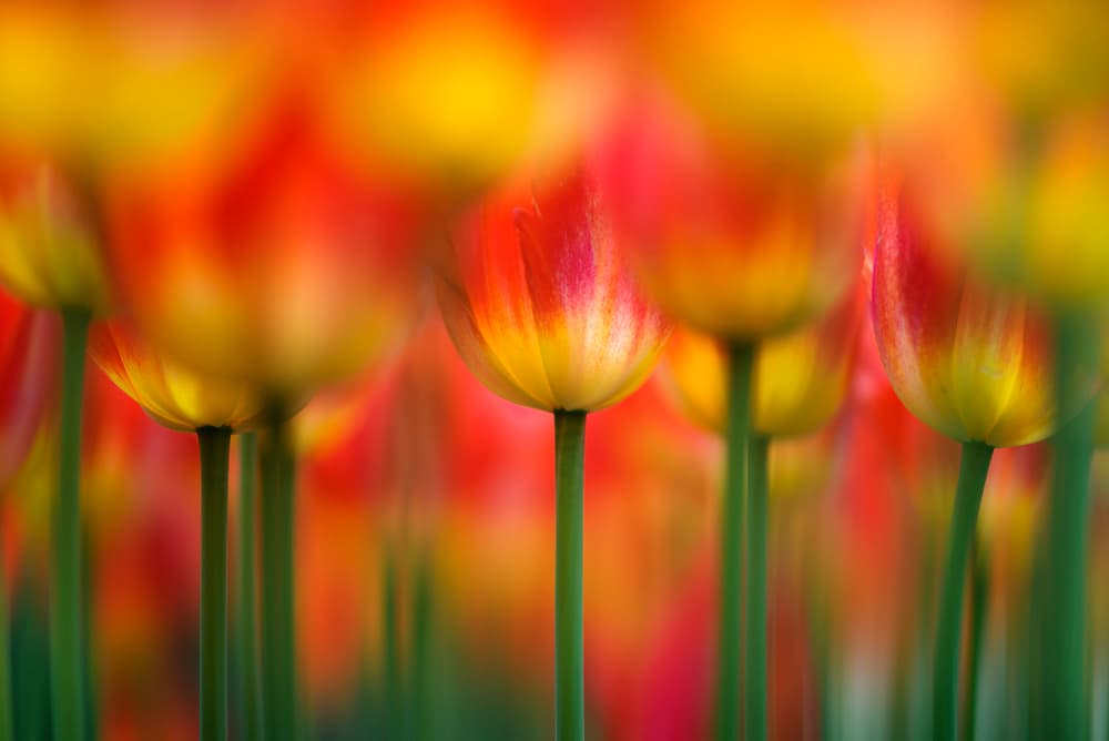 Vibrant Tulip Blooms by Takashi Suzuki — canvas wall art