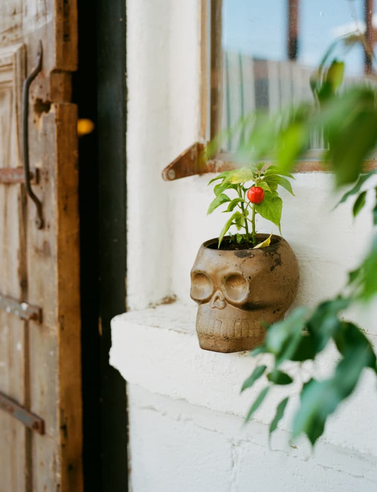 Pepper Plant Skull Planter by Bethany Young — canvas wall art