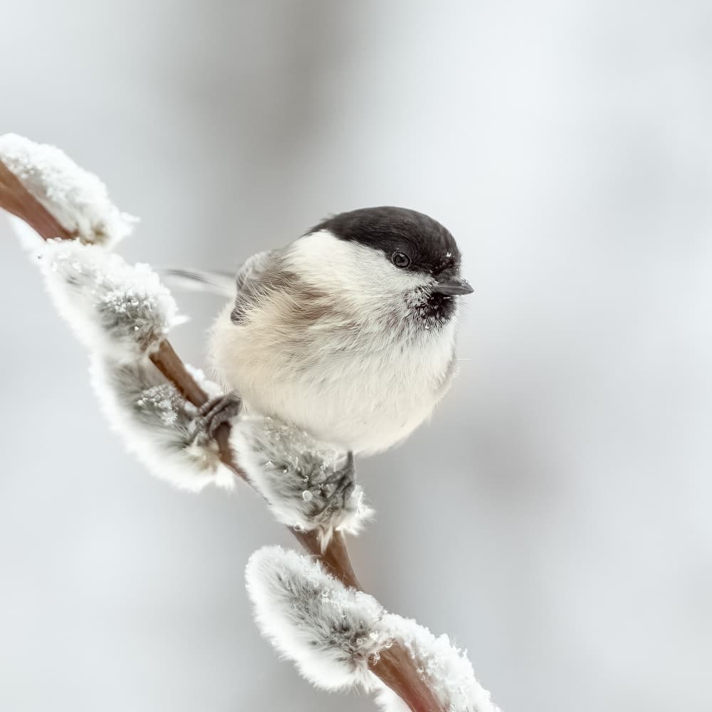 Bird on Snowy Branch by Annie Keizer — canvas wall art