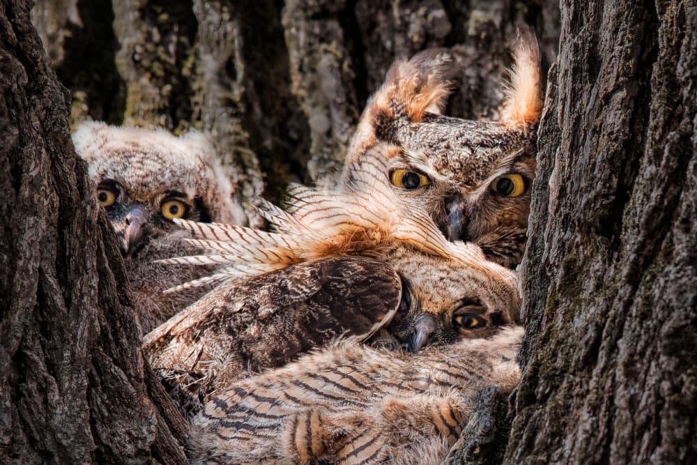 Watchful Owl Family by John Fan — canvas wall art