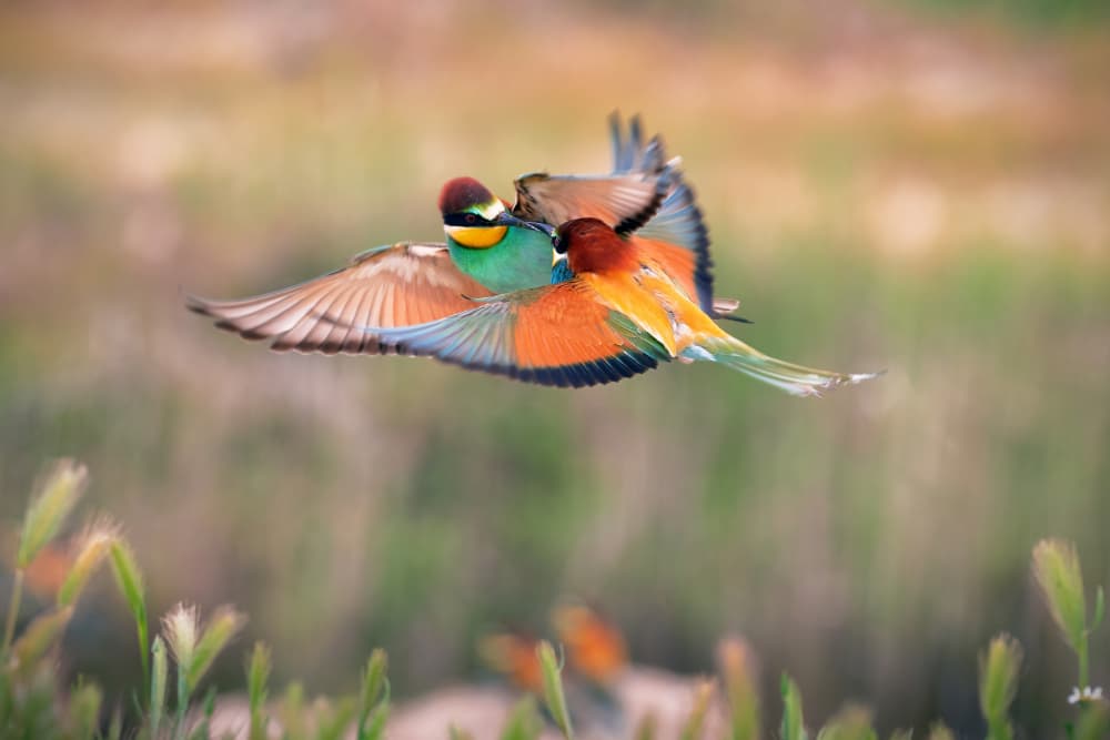Vibrant Bee-eaters in Flight by TONY GORAN — canvas wall art