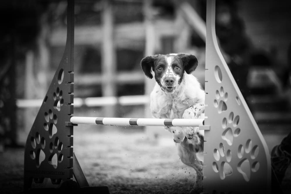 Agility Dog Jump by Pali Gerec — canvas wall art