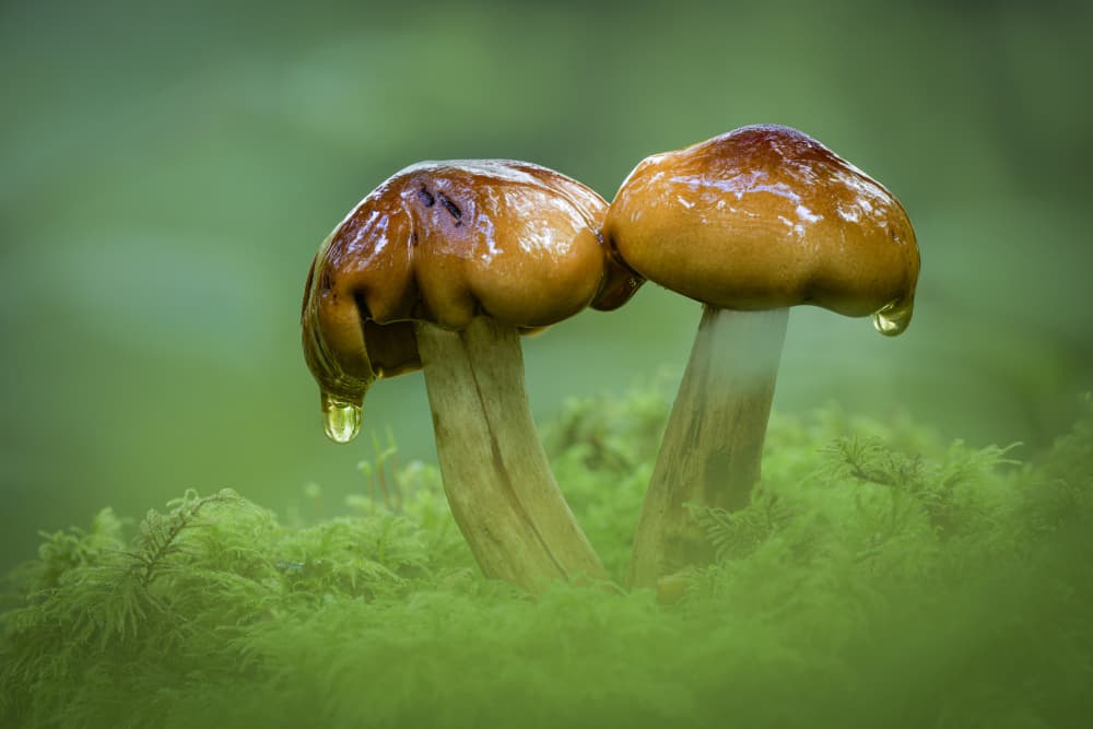 Wet Mushrooms On Moss by Kutub Uddin — canvas wall art