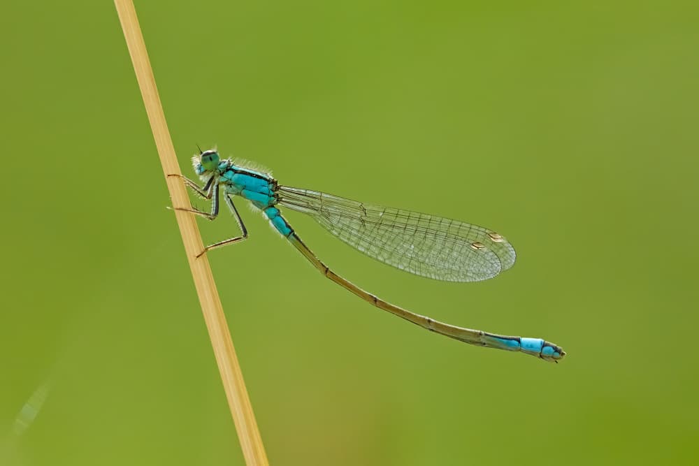Blue Damselfly on Green by Stuart Williams — canvas wall art