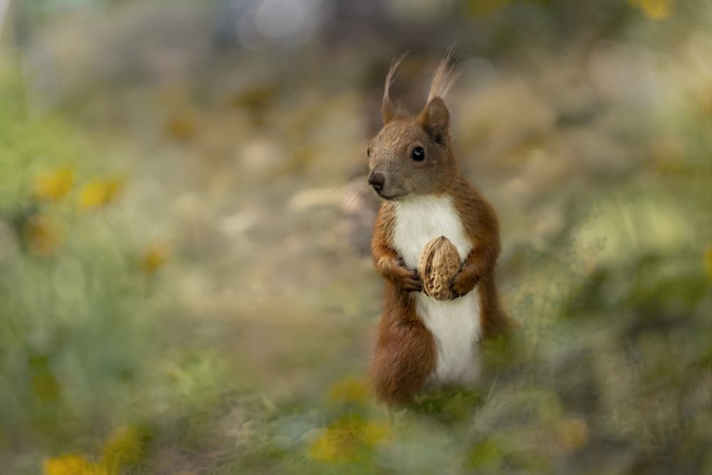 Red Squirrel With Nut by Ewa Całkosińska-Kajzer — canvas wall art
