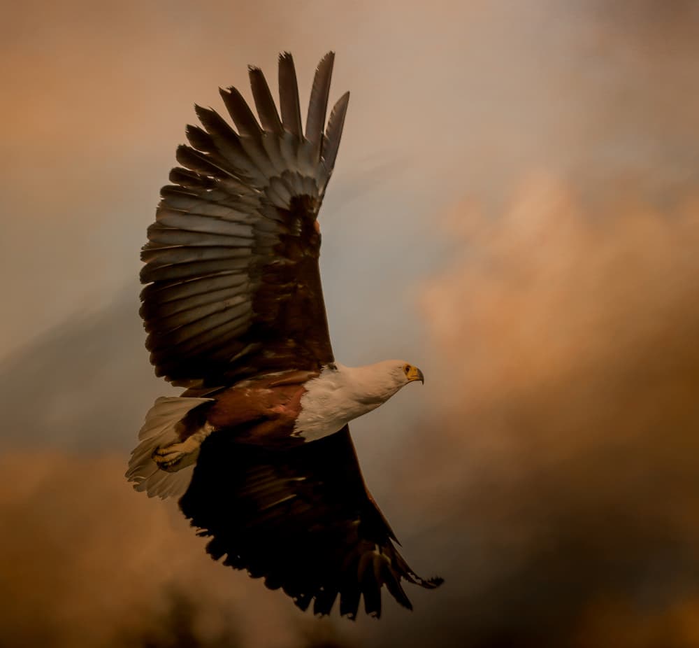 Golden Hour Eagle Flight by Natascha Worseling — canvas wall art