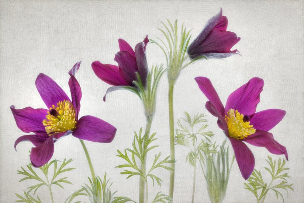 Pulsatilla by Mandy Disher — canvas wall art