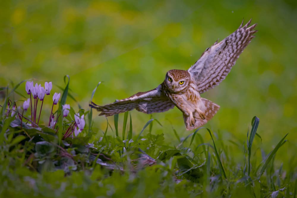 Flying Owl Green Grass by David Manusevich — canvas wall art