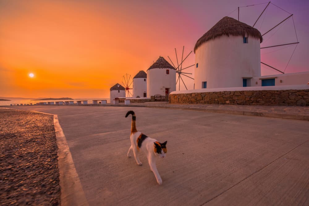 Calico Cat Mykonos Sunset by Jay Zhu — canvas wall art
