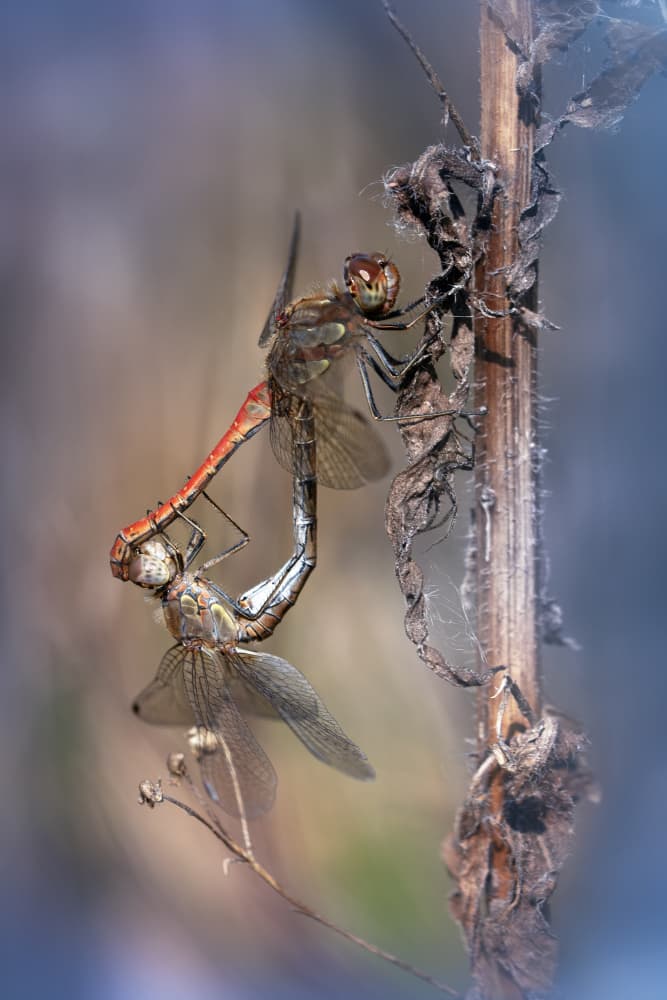 Mating Dragonflies by Fabrizio Daminelli — canvas wall art