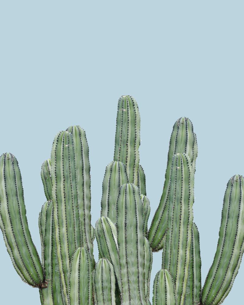Tall Green Cacti by Bronwyn Baker — canvas wall art