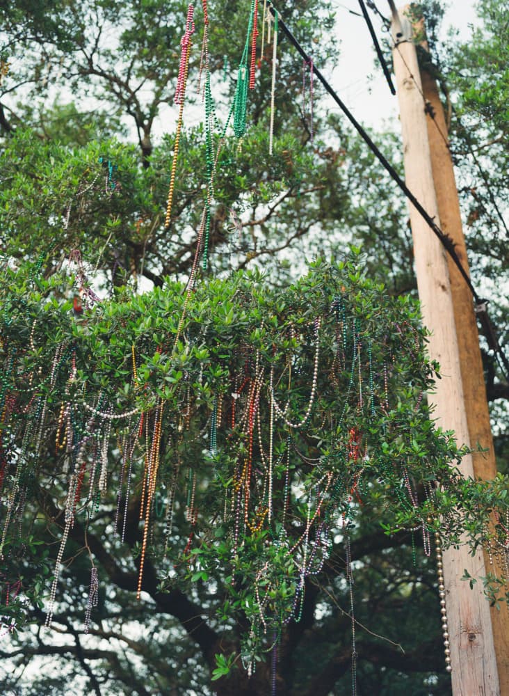 Mardi Gras Tree by Bethany Young — canvas wall art