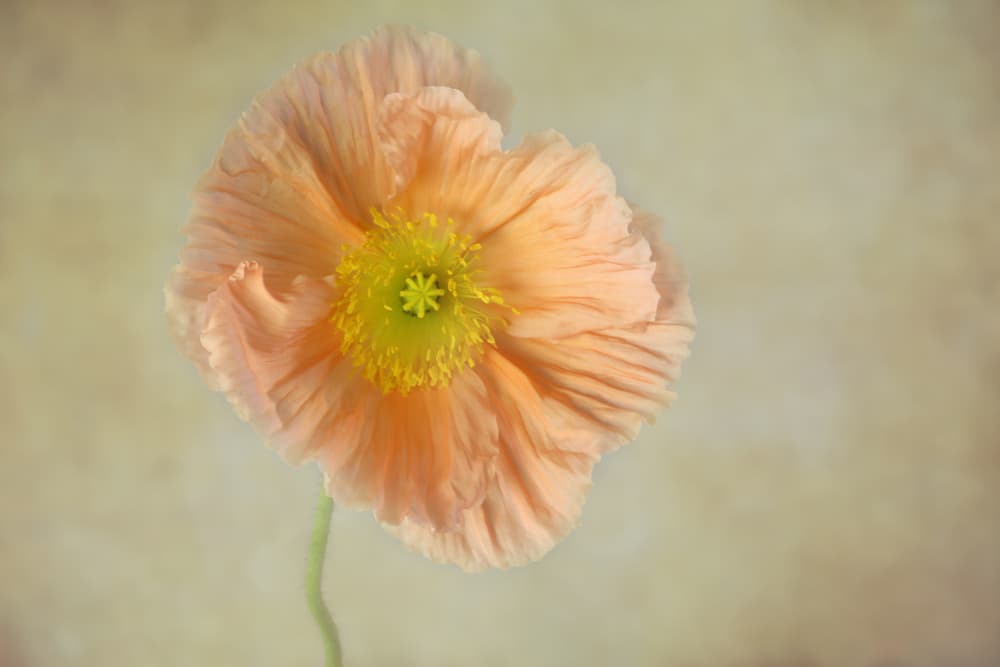 Peach Poppy Bloom by Penny Myles — canvas wall art