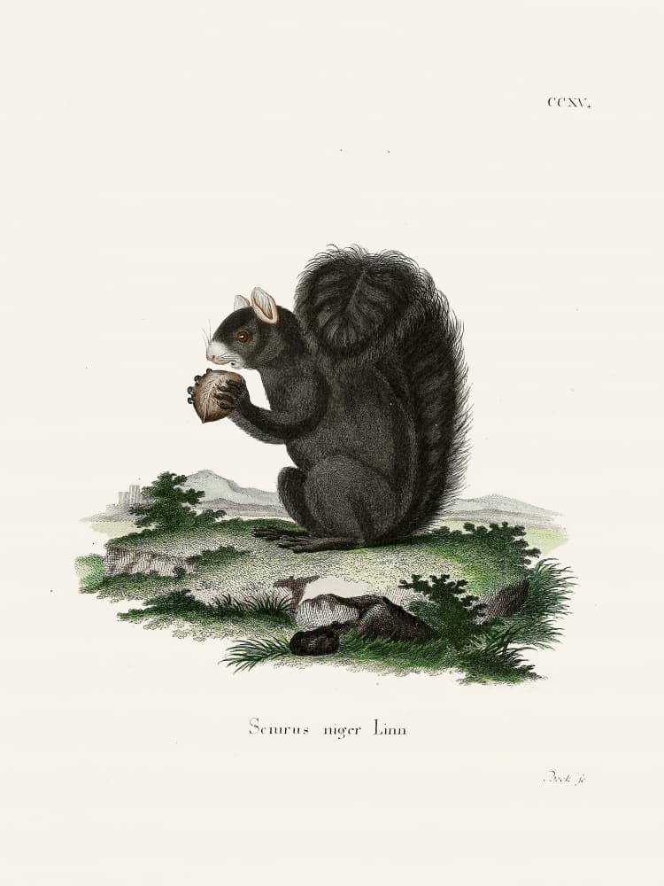 Fox Squirrel By Johann Christian Daniel Von Schreber. by Johann Christian Daniel Von Schreber — canvas wall art