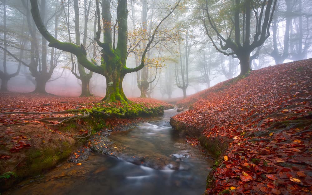 Misty Autumn Stream by Jesús M. García — canvas wall art