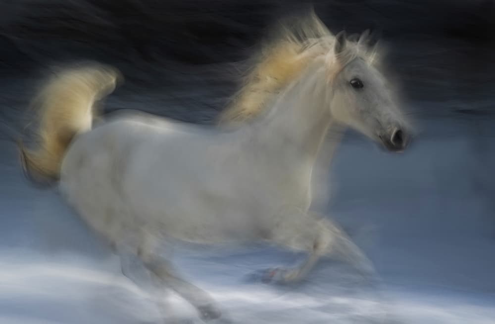 Ethereal White Horse by Milan Malovrh — canvas wall art
