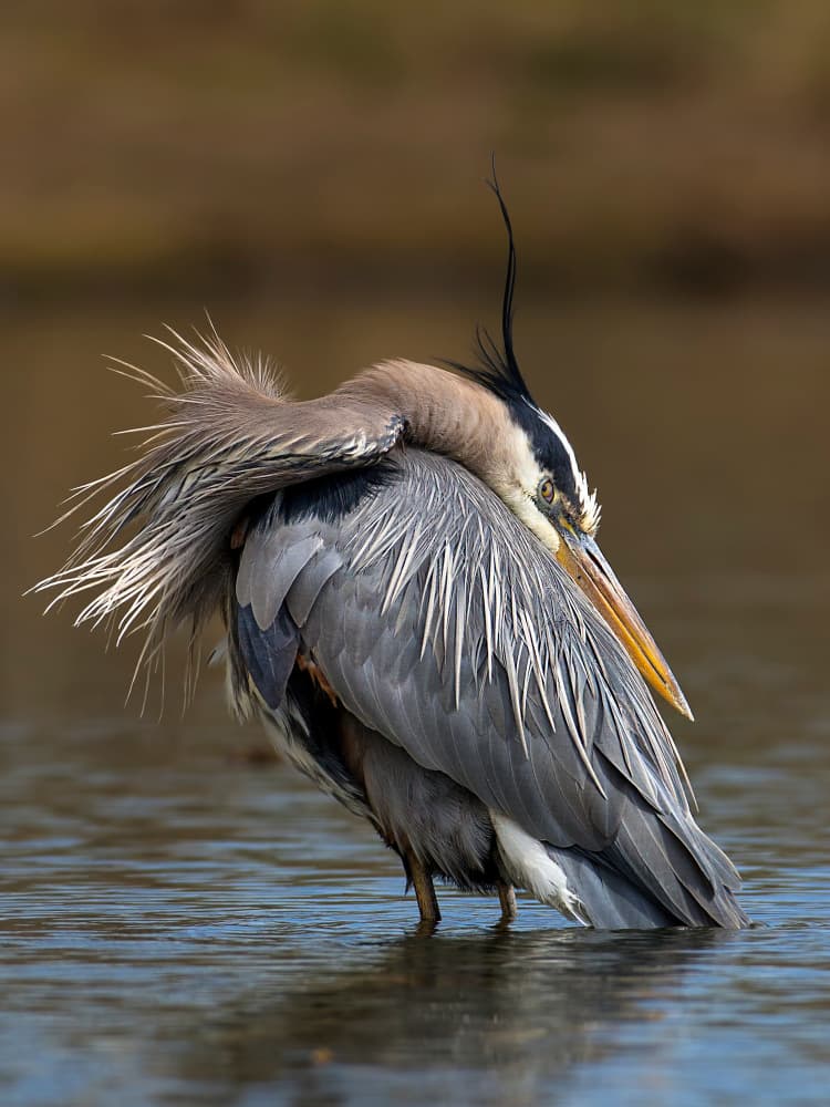 Great Blue Heron Preening by verdon — canvas wall art