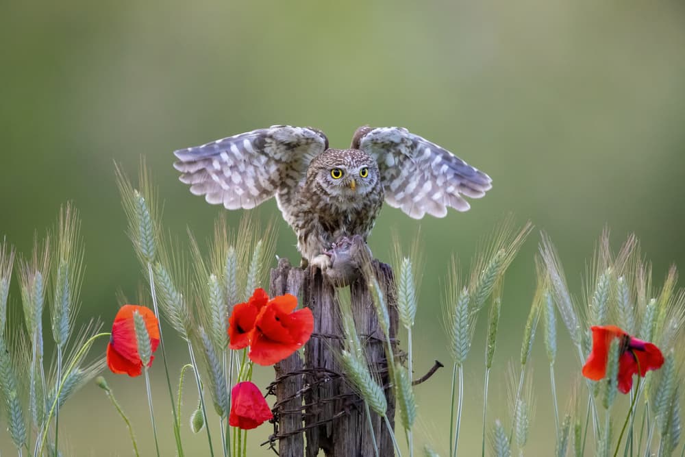 Little Owl Red Poppies by Marco Redaelli — canvas wall art