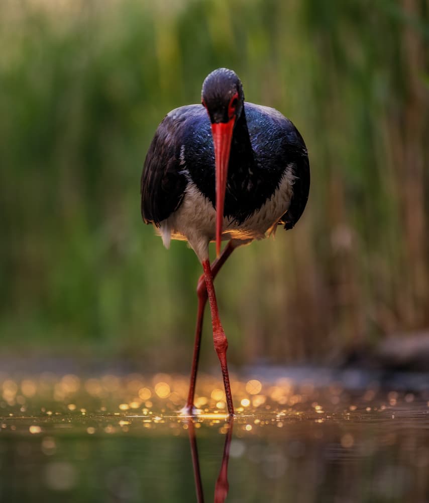 Elegant Black Stork by Corry DeLaan — canvas wall art