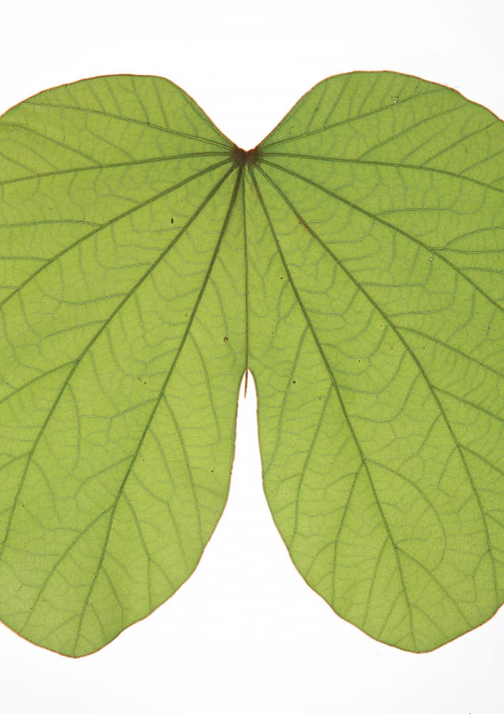Leafy Vein Symphony by Shot by Clint — canvas wall art