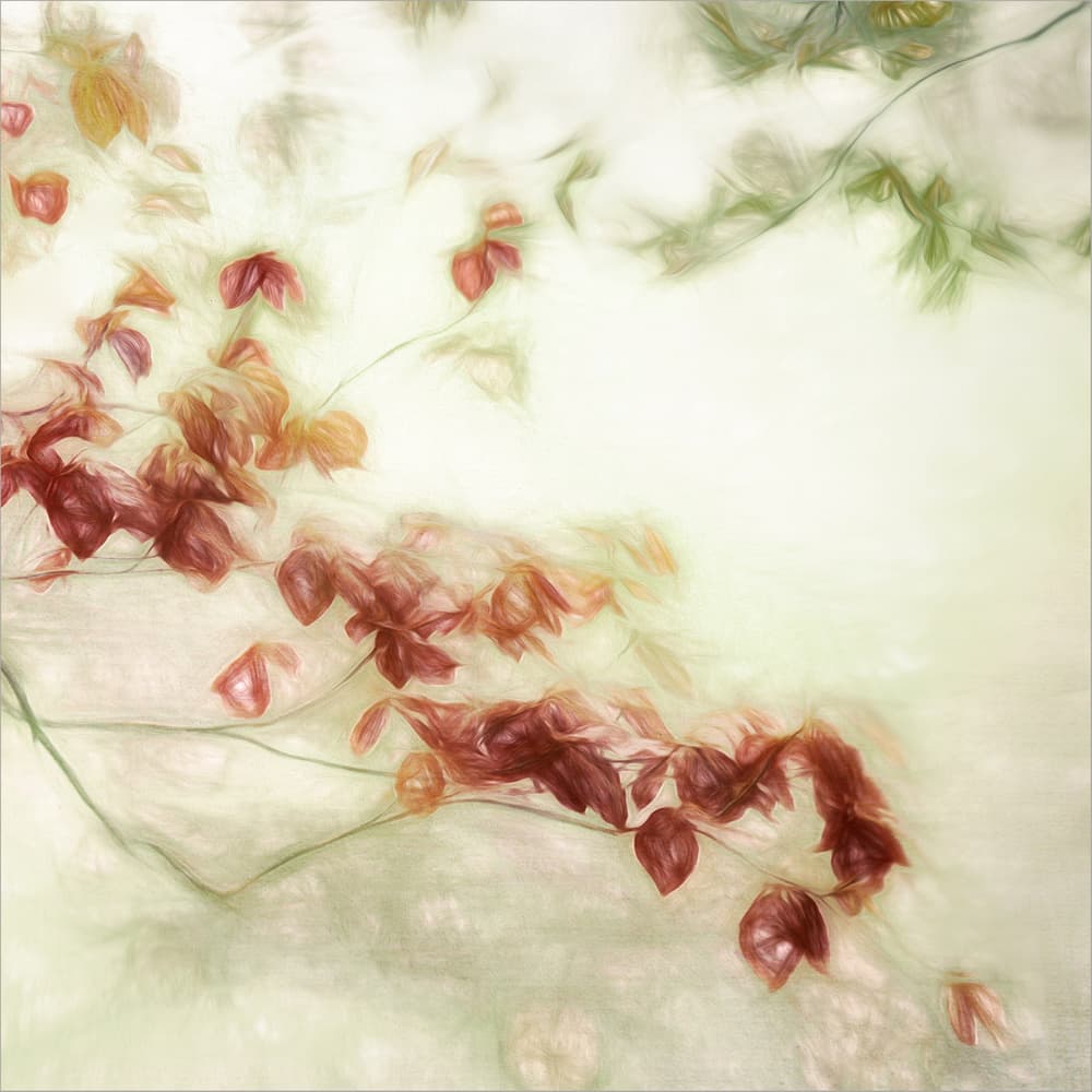 Soft Ethereal Foliage by Gilbert Claes — canvas wall art