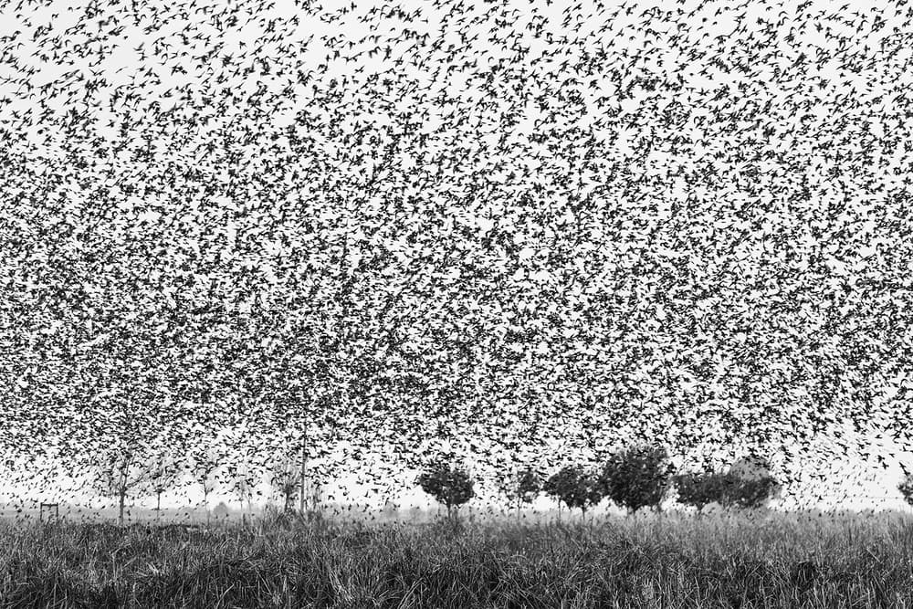 Dramatic Bird Swarm by Joan Gil Raga — canvas wall art