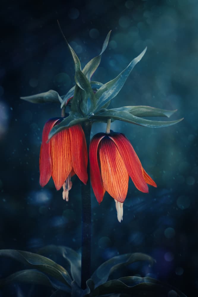 Vibrant Bell Flowers by Cicek Kiral — canvas wall art