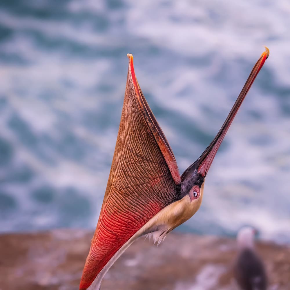 Brown Pelican Open Wide by Annie Poreider — canvas wall art