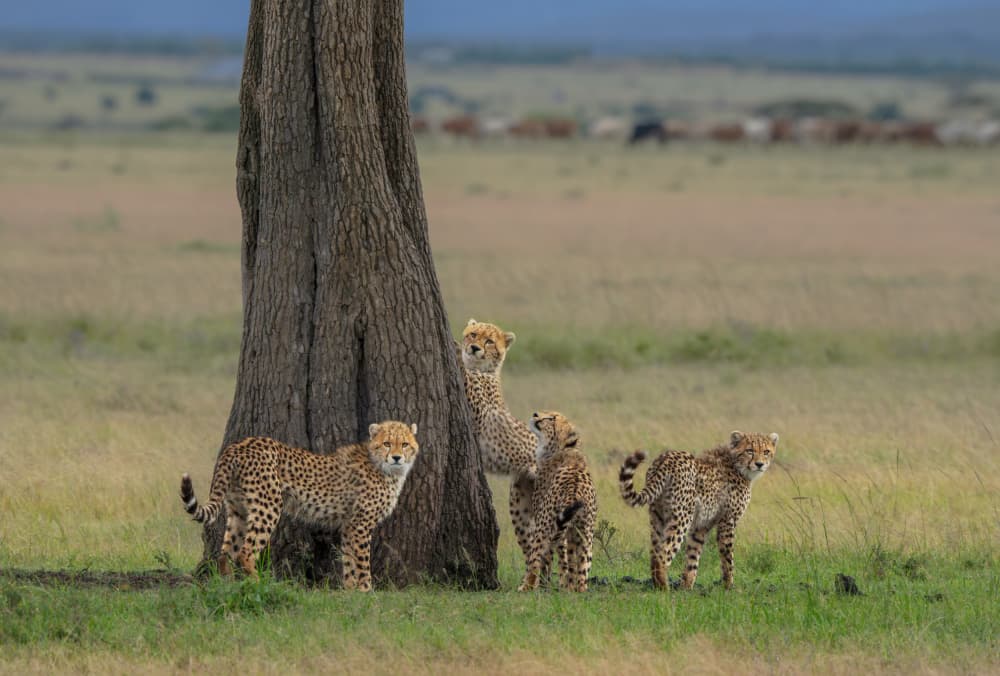 Cheetah Family Tree by MIN LI — canvas wall art