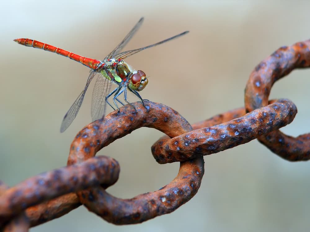 Dragonfly on Rusty Chain by Jimmy Hoffman — canvas wall art