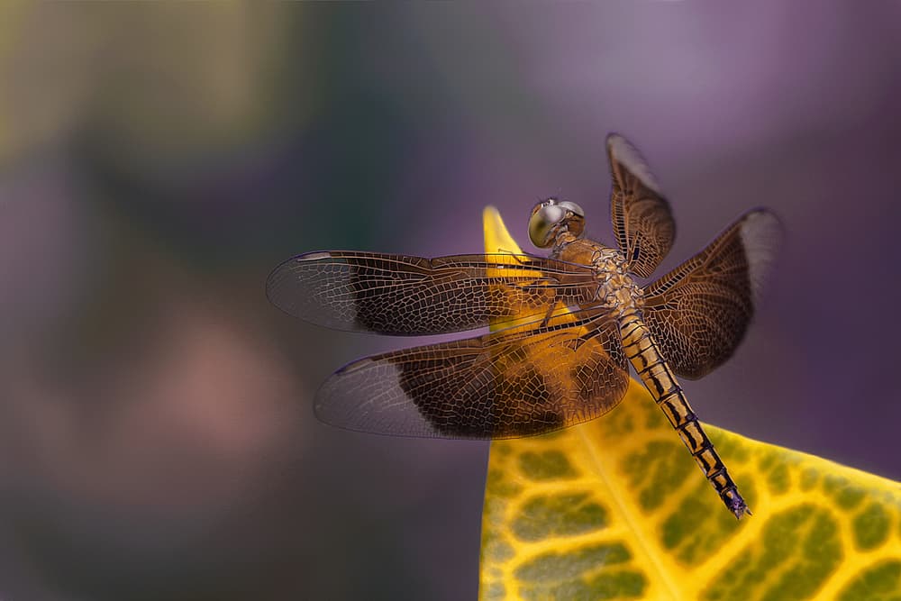 Golden Dragonfly on Leaf by Jimmy Hoffman — canvas wall art