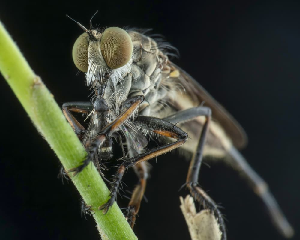 Robber Fly Hunts Prey by Ajar Setiadi — canvas wall art