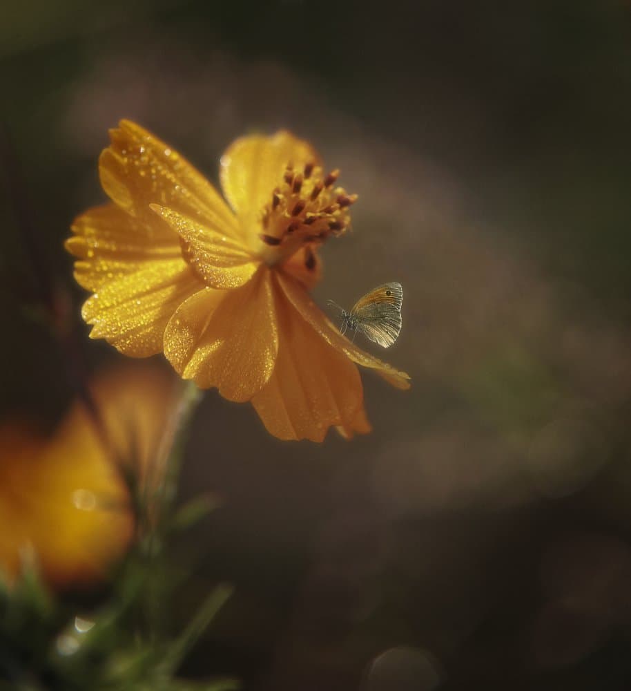 Golden Cosmos Butterfly by Anna Cseresnjes — canvas wall art