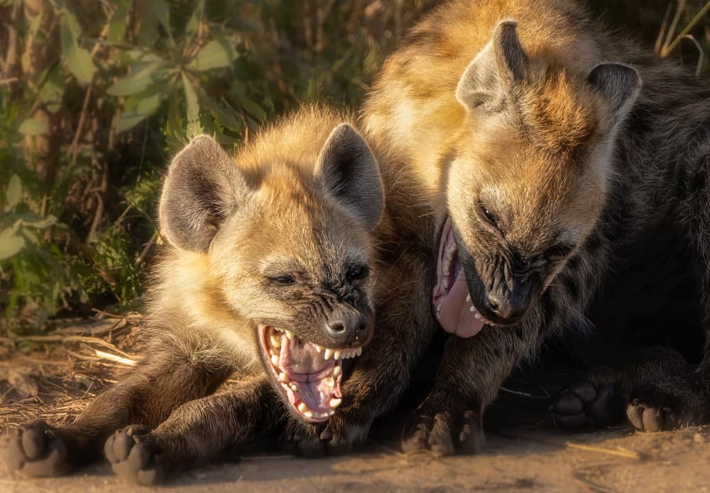 Hyena Cubs Yawning by Charlaine Gerber — canvas wall art