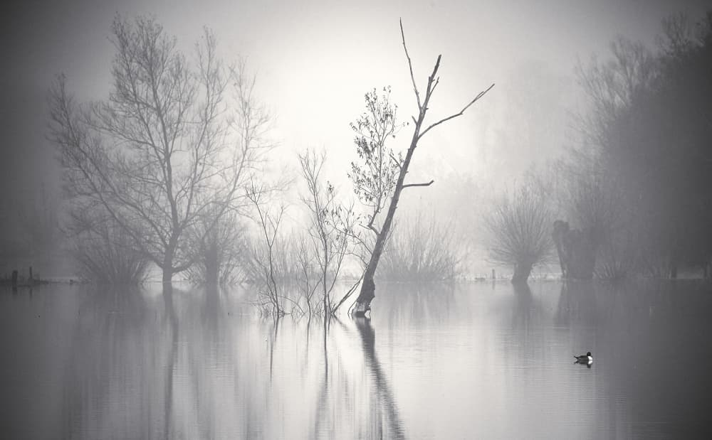 Misty Lake With Duck by Stuart Williams — canvas wall art