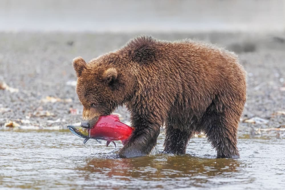 Wild Bear Catching Salmon by Siyu_Wei APA — canvas wall art