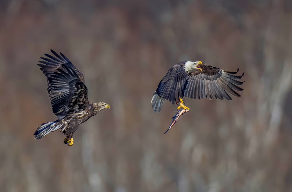 Bald Eagles Hunting Fish by Hannah & Wei — canvas wall art